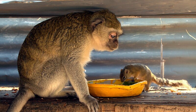 Die blinde alte Meerkatzendame Audrey bekommt Besuch an Ihrem leckeren Mittagstisch. – Bild: SWR