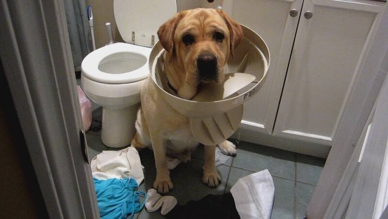 Maji the dog has raided the trash and has gotten his head stuck in the trash can lid. – Bild: Discovery Communications, Inc.