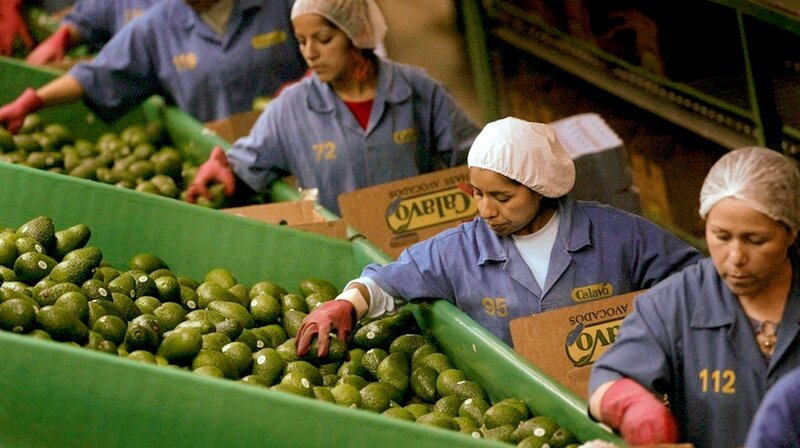 Sie gilt in Europa als „Superfood“ und hat wegen ihres Nährstoffreichtums ein durchweg positiv besetztes Image: die Avocado. Prominente veröffentlichen Avocado-Kochbücher und bei Veganern gilt die Frucht seit Jahren als umweltbewusste Alternative zu Fleisch. Doch in Chile, einem der weltweiten Hauptanbaugebiete, sind mit der Avocado Wassermangel, Menschenrechtsvergehen und eine unökologische Logistikkette verbunden. – Bild: phoenix/​ZDF