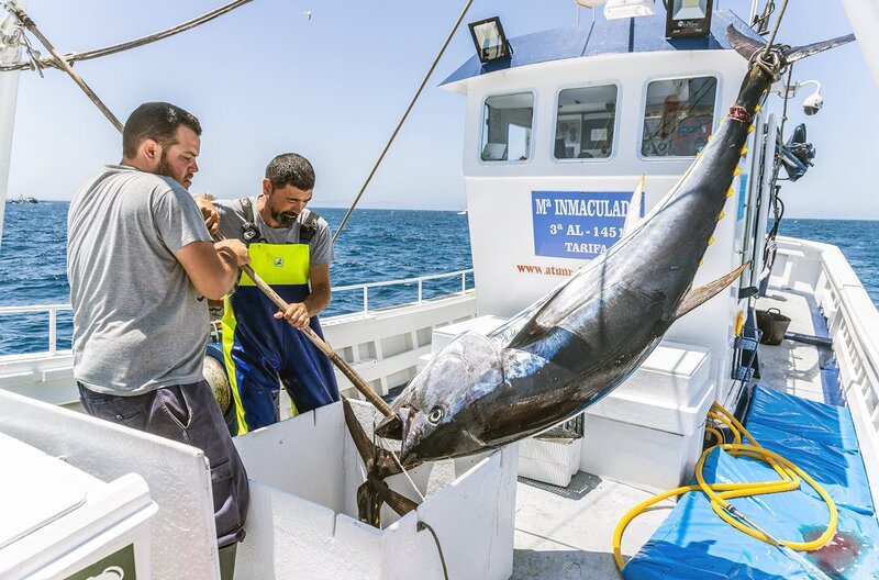 In Tarifa werden seit Jahrtausenden Thunfische gefangen. Daniel Mackintosh ist einer der Fischer, der das „rote Gold“ aus dem Meer holt – und zwar nachhaltig. – Bild: Monica Gumm