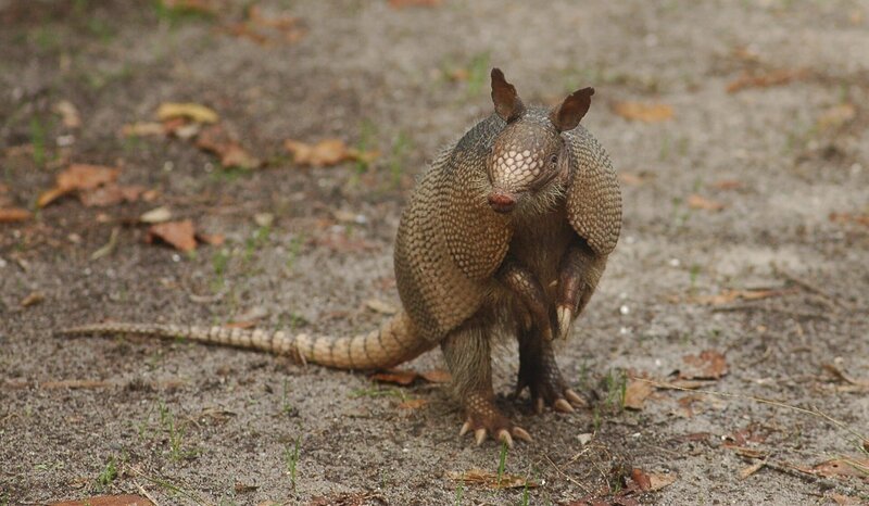 Armadillo – Bild: CC0 Creative Commons