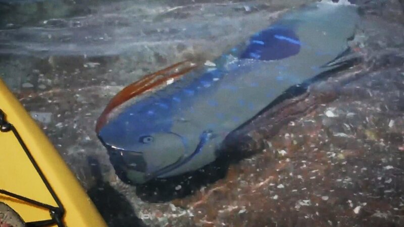 Giant oarfish – Bild: Warner Bros. Discovery