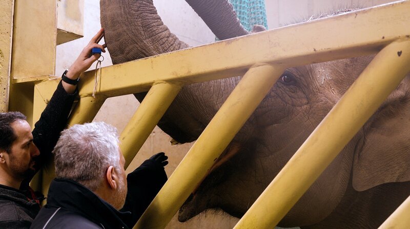 Elefantenkuh Sita öffnet das Maul, damit Thomas Scheibe den abgebrochenen Stoßzahn untersuchen kann. – Bild: NDR/​dok.weit/​Patrick Stijfhals