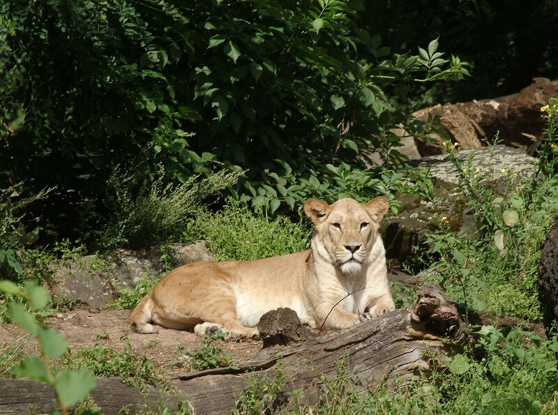 Löwin Jasira im Freigehege des Zoos Berlin – Bild: rbb/​Thomas Ernst