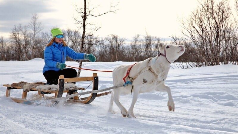Das Schlittenrennen ist die älteste Form der Rentierrennen. – Bild: RBB /​ KiKA/​Bildredaktion