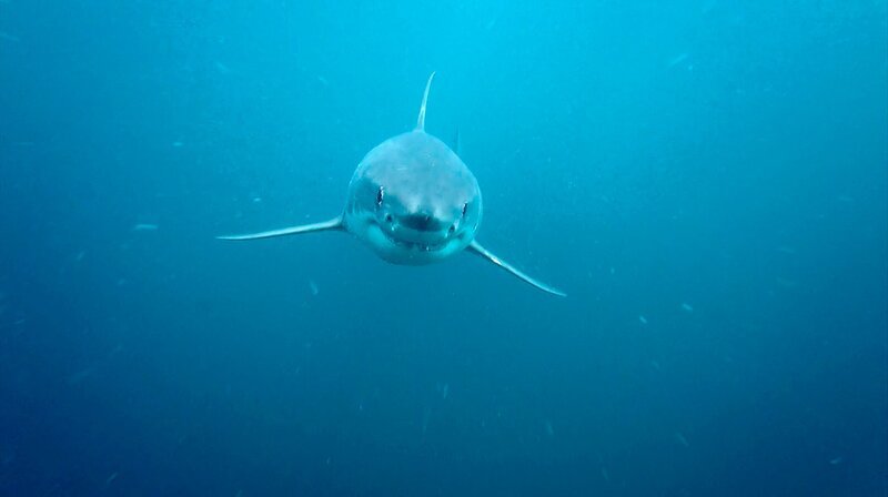 Der Weiße Hai – seit dem Horrorfilm der 1970er Jahre gilt er als Monster der Meere. Dabei muss sich der geschickte Jäger der Ozeane viel mehr vor uns fürchten als umgekehrt. – Bild: NDR/​Doclights GmbH Naturfilm/​Steven Surina
