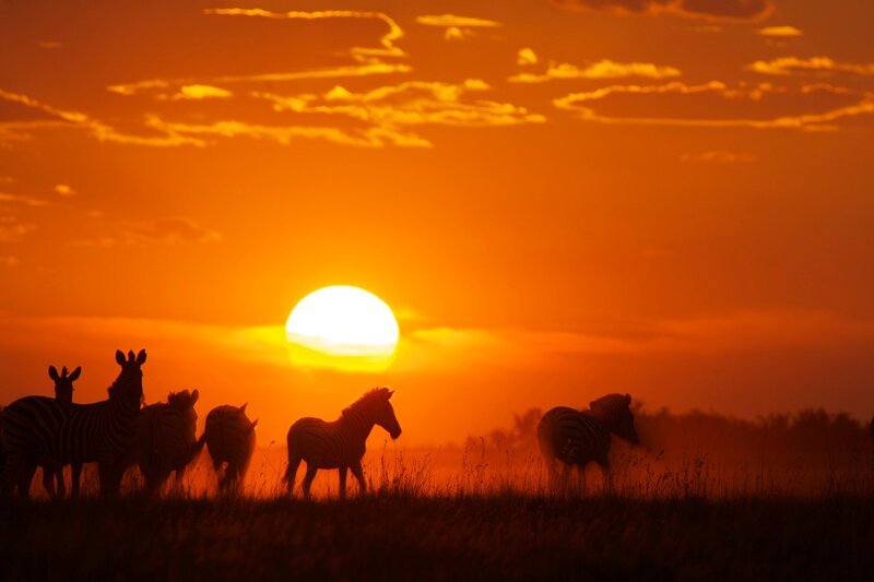 A herd of zebra at dusk in the Makgadikgadi grasslands. – Bild: DF1