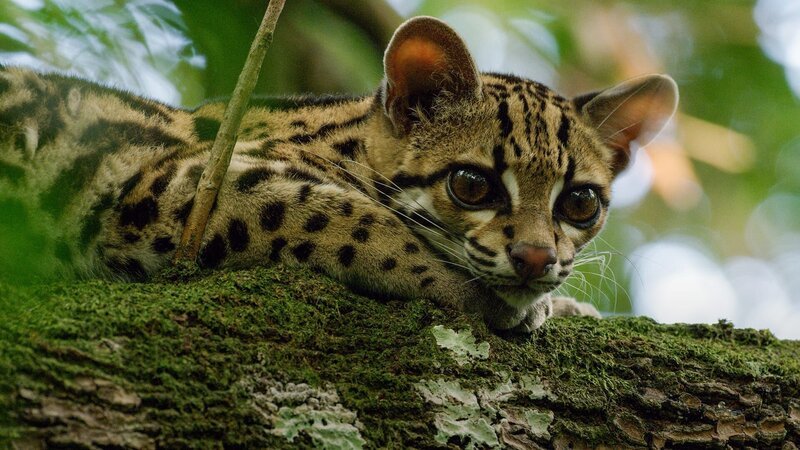 Key Visual/​Cover Sendereihenbild ohne Typo zu „Abenteuer Wildnis“. Das Programm zeigt verblüffende Lebensräume zu Wasser, zu Land und in der Luft. Die Expeditionen begegnen Tieren auf Augenhöhe und stellen ihre Bedeutung dar. Im Bild: Margay auf einem Baum. – Bild: Marion Pöllmann /​ BR