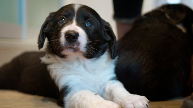 Die Bordercollie-Münsterländer-Mischlinge sind inzwischen acht Wochen alt. – Bild: NDR/​Doclights GmbH