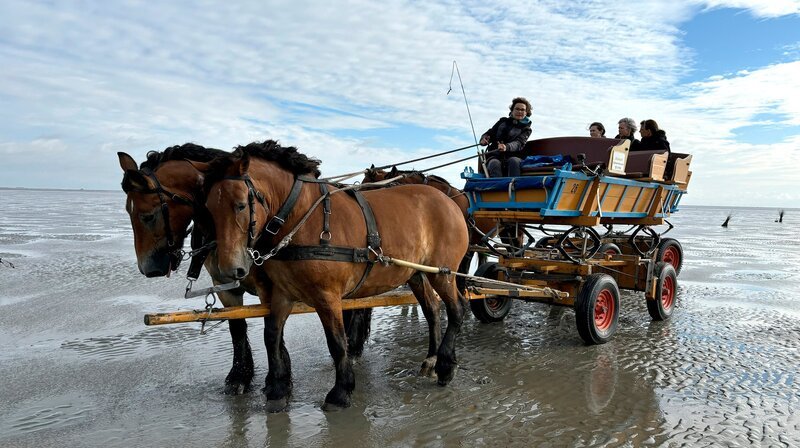 Birgit Strohsahl fährt von Duhnen nach Neuwerk – ihr Fahrplan richtet sich nach der Tide. Ein tiefer Priel macht den Wattkutschern immer wieder zu schaffen: Bei schlechten Verhältnissen muss Birgit dann umkehren. – Bild: NDR/​Franziska Voigt