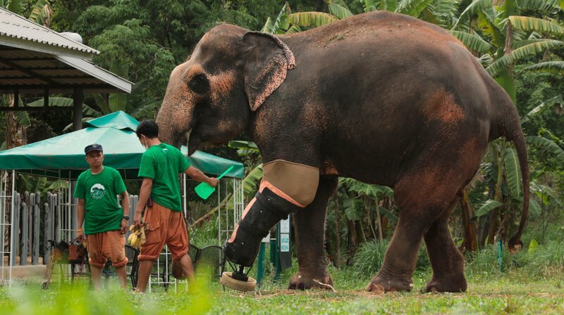 Motala ist Dauerpatient im Elefantenkrankenhaus von Lampang und einer von weltweit zwei Elefanten mit einer Beinprothese. Weiteres Bildmaterial finden Sie unter www.br-foto.de. – Bild: BR/​Medienkontor/​Markus Zwilling