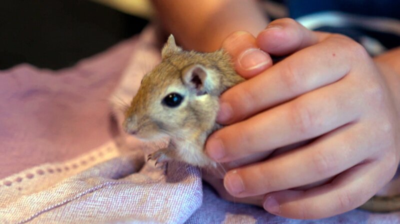 Rennmaus Milli fehlt die Schwanzspitze. – Bild: NDR/​Doclights GmbH