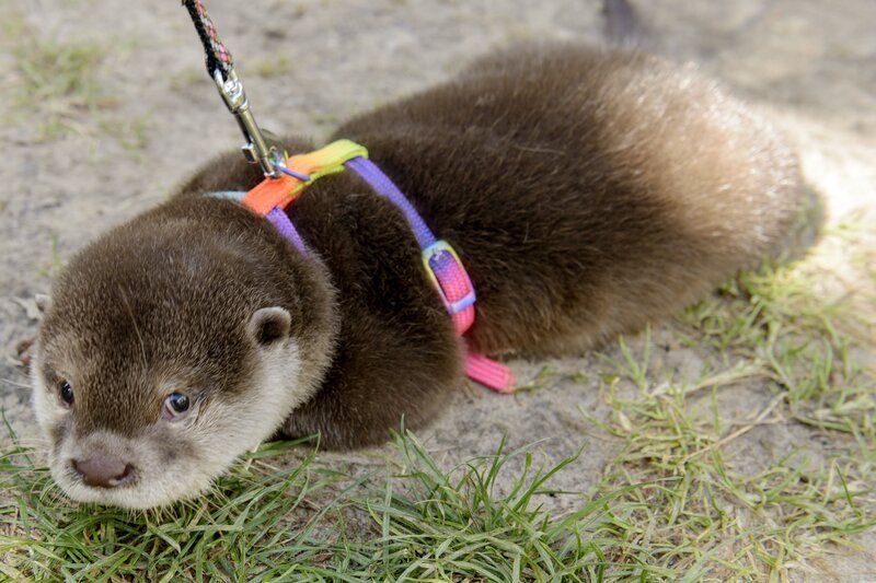 Der Asiatische Zwergotter Harvey sorgt für Aufregung am blauen Bauwagen. – Bild: ZDF und Antje Dittmann