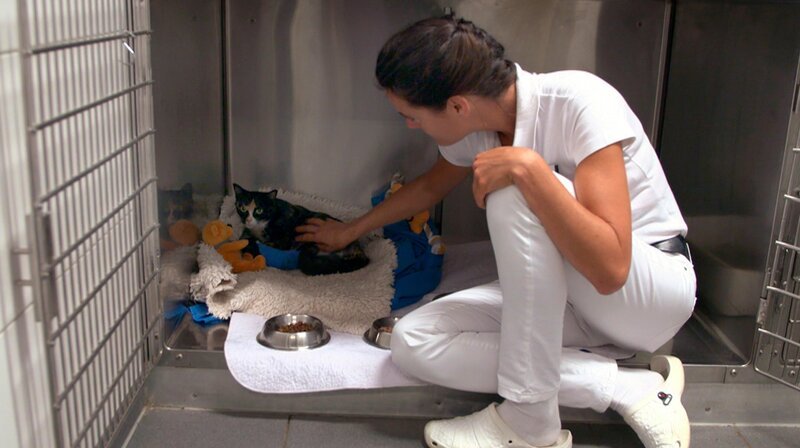 Dr. Yasmin Diepenbruck will das schwerverletzte Findelkätzchen Hope um jeden Preis retten. – Bild: NDR/​Doclights GmbH