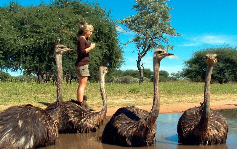 Der Vogel Strauß geht lieber baden als den Kopf in den Sand zu stecken …. – Bild: SWR