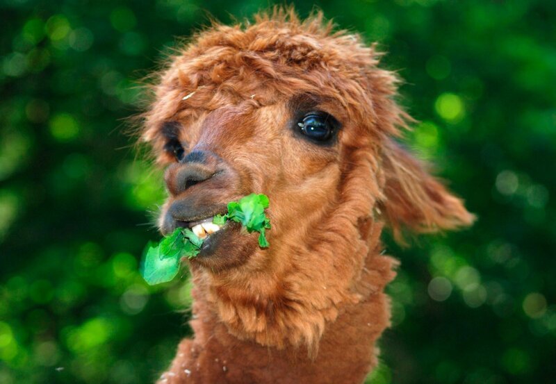 Frisörtermin bei den Alpakas. Rasieren bis auf die Haut – und das soll diesen Sommer die neueste Mode sein? – Bild: BR/​Jens