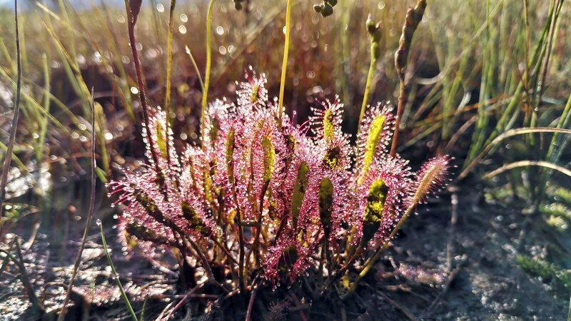 Der Sonnentau, unsere heimische fleischfressende Pflanze, wächst nur im Moor. – Bild: BR/​TEXT+BILD Medienproduktion GmbH & Co. KG