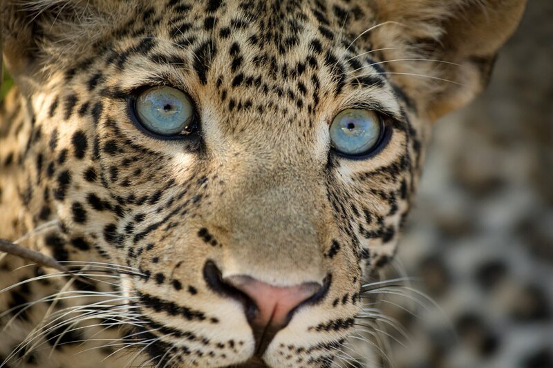 Das junge Leoparden-Männchen „Makumbi“ betrachtet aufmerksam seine Umgebung. – Bild: WDR/​Into Nature Productions