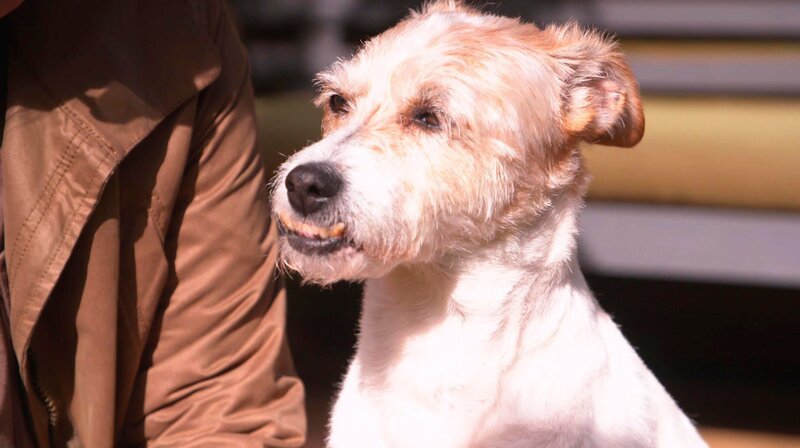 Hund Kessy schlägt Alarm, wenn Nachbarn in deren Garten unterwegs sind. – Bild: WDR/​Fernsehkraft UG