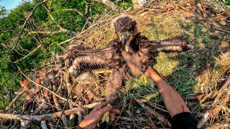 Hausbesuch beim Seeadler-Jungen in 30 Meter Höhe in Mecklenburg. – Bild: NDR/​Thomas Balzer