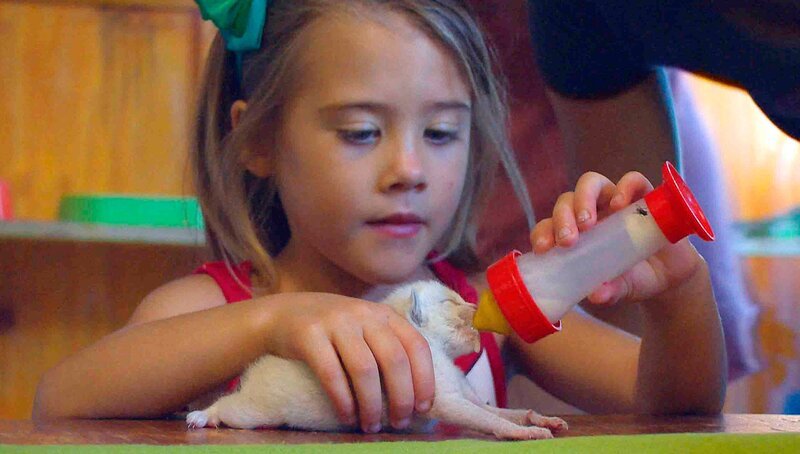 Eine der vielen Aufgaben auf Harnas: verwaiste Katzenbabys aufpäppeln. Hier hilft schon die dritte Generation van der Merwe mit. – Bild: SWR