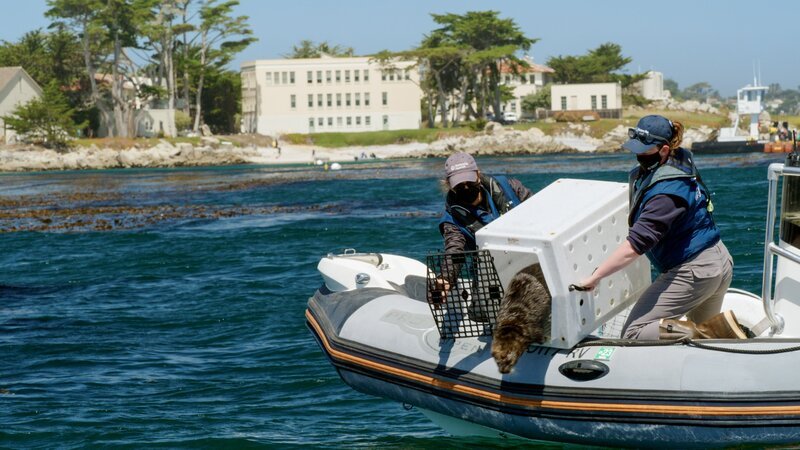 Etwa 75 Seeotter hat das Monterey Bay Aquarium bereits an der Kalifornischen Küste wieder ausgewildert. – Bild: ORF/​Längengrad Filmproduktion/​Monterey Bay Aquarium