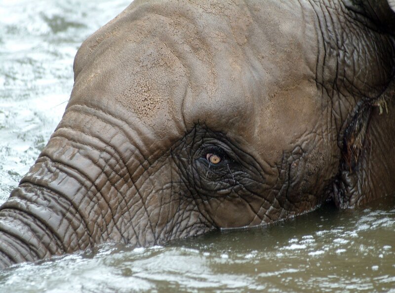 Elefantenkuh Pori beim Baden im Tierpark Berlin – Bild: rbb/​Thomas Ernst