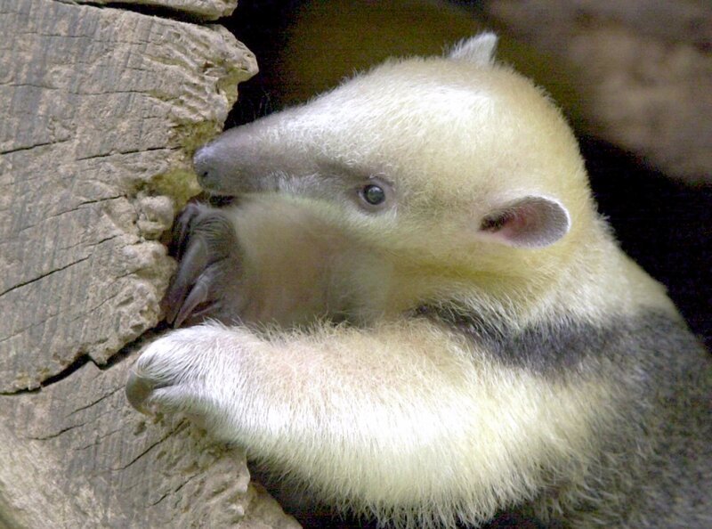 15 Uhr im Ersten. Südamerika ist die Heimat einer Vielzahl exotischer Tiere. Doch der Mensch beansprucht immer mehr Raum für sich. Wie sich sein Handeln, vor allem die Abholzung des Regenwaldes auf die in Südamerika beheimateten Tiere auswirkt, zeigt der Film. (junger Ameisenbär) – Bild: WDR/​dpa