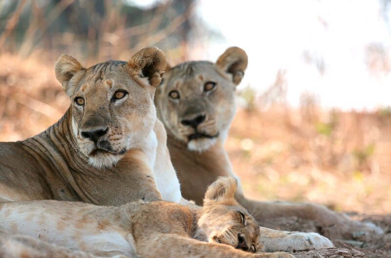 Löwen ohne Rudel – Die Gruppe der Ausgestoßenen. – Bild: WDR/​Magnify Media