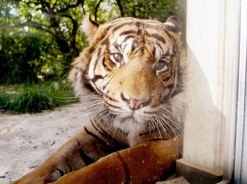 Tiger Iban. – Bild: Petra Bruder