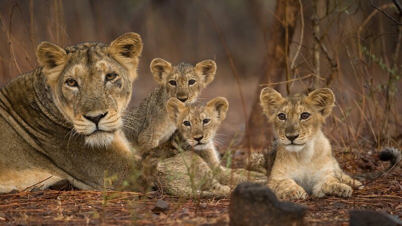 Einst waren Asiatische Löwen von Indien bis in den Nahen Osten verbreitet und kamen sogar in Griechenland vor. – Bild: ZDF und Kalyan Varma