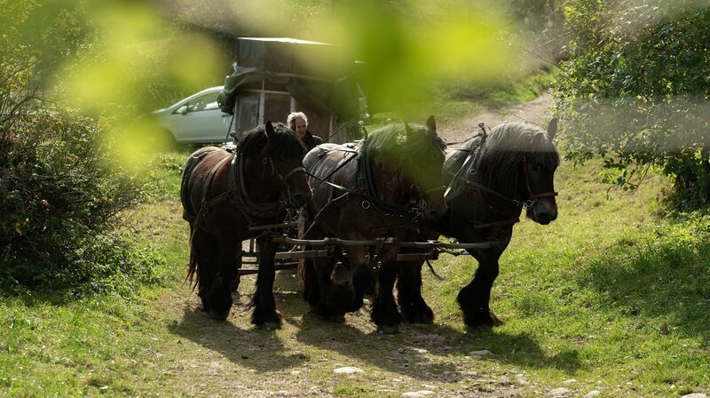 Auf dem Windberghof wird der Mist mit dem Dreispänner ausgebracht. – Bild: SWR/​Caren Braun