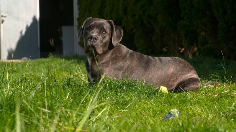 Cane Corso-Rüde Diego macht Halterin Kathy große Schwierigkeiten. – Bild: WDR/​Fernsehkraft UG
