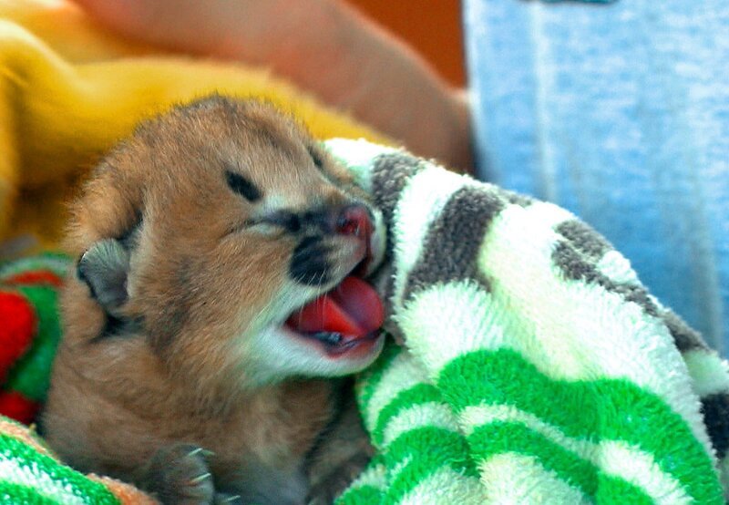 ARD/​SWR DAS WAISENHAUS FÜR WILDE TIERE FOLGE 12, „Abenteuer Afrika“, SWR Dokuserie mit 40 Folgen, deren Schauplatz die Tierrettungsstation „Harnas“ am Rand der afrikanischen Kalahari-Wüste ist. Dieses Karakaljunge vermisst seine Mutter. – Bild: SWR