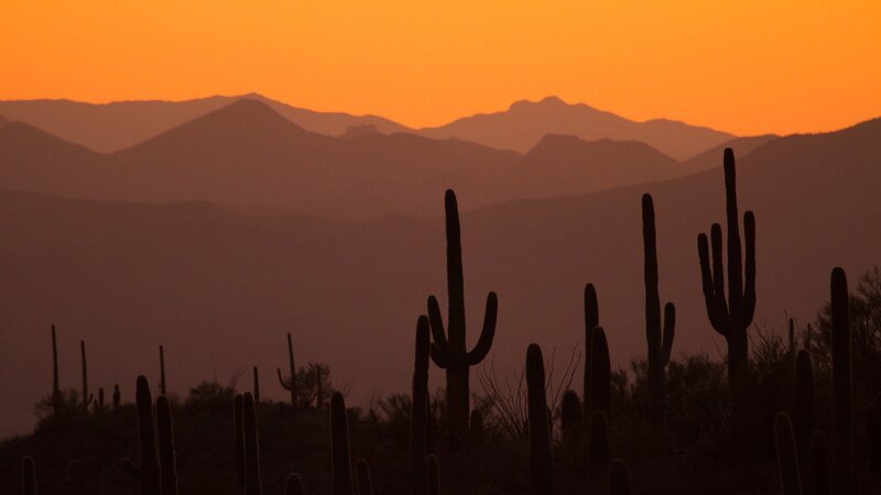 Mit 95 bis 100 Jahren erreichen die Saguaro Kakteen eine Höhe zwischen 4,5 und 4,8 Meter und bilden ihren ersten Arm aus. In einem Alter von etwa 200 Jahren hat ein Saguaro Kaktus seine volle Länge erreicht wird bis zu 14 Meter hoch. – Bild: SRF/​Altayfilm