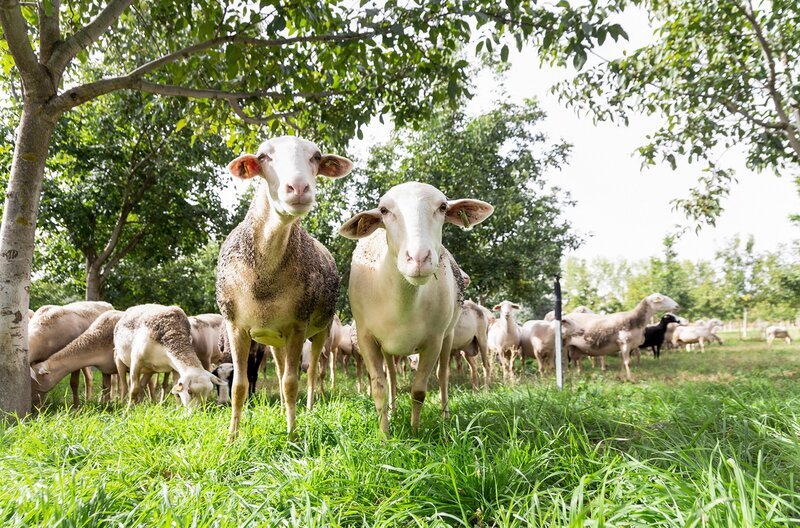Auf dem Bauernhof der Familie Alonso Gómez leben 3.000 Schafe. Aus ihrer Milch wird der typische Käse der Region La Mancha hergestellt. – Bild: Monica Gumm