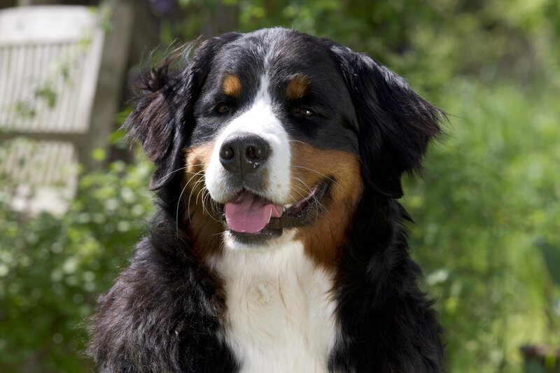 Hund Keks freut sich auf sein nächstes Abenteuer. – Bild: ZDF/​Zia Ziarno