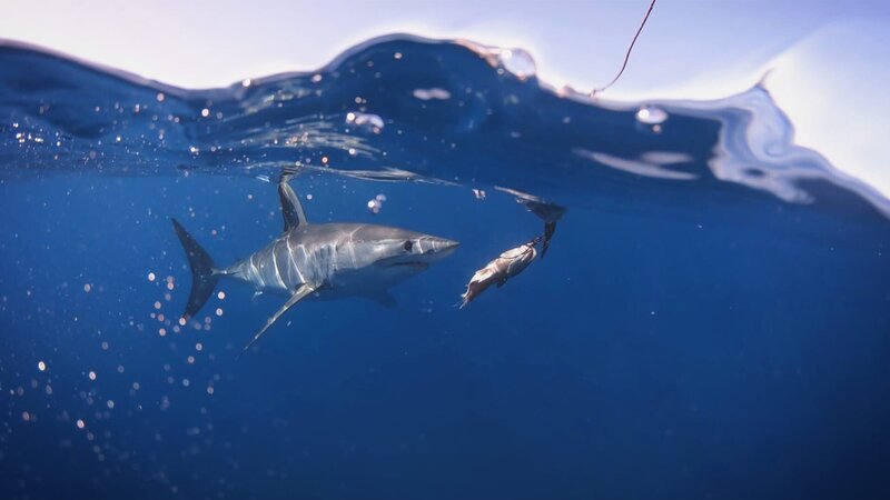 Riesiger Makohai unter Wasser. – Bild: Warner Bros. Discovery