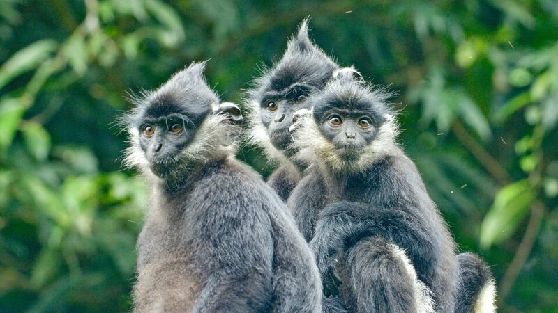 Gruppe von Pandalanguren. – Bild: ORF/​ZDF/​Stephan Krasser