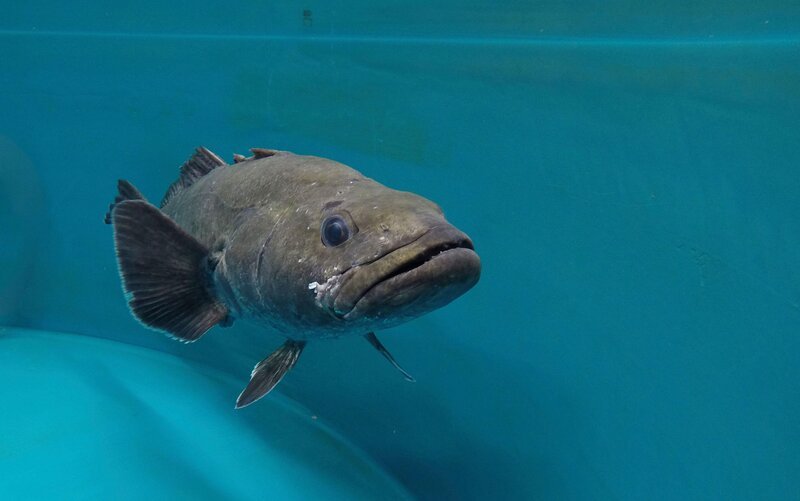 Bild: Licensed by BOAT ROCKER RIGHTS, Inc.