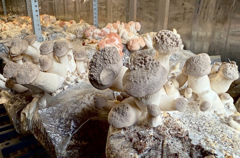 Mark Slegers macht aus Abfall wertvolle Lebensmittel. Er sammelt in Rotterdamer Cafés und Hotels 1.500 Kilo Kaffeesatz pro Woche ein und nutzt sie als Dünger für seine Pilzzucht. – Bild: NDR