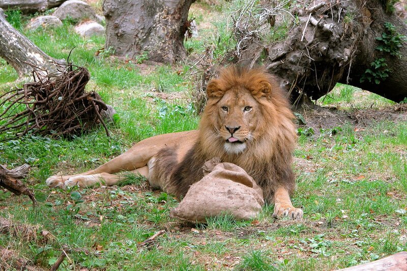 Die Löwen sollen auf Trab gebracht werden. – Bild: Radio Bremen