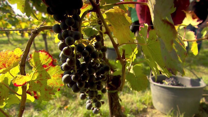 Blaufränkisch-Rebe, Weintrauben. – Bild: ORF