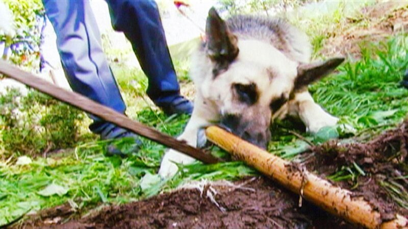 In der Nähe der Leiche findet man eine Gartenhacke. Ist es die Tatwaffe? Der Spürhund nimmt die Fährte des Täters auf. – Bild: TVNOW