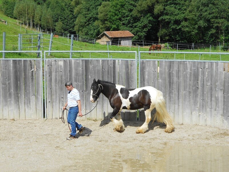 Tinker „Andy“ hat seine Besitzerin schon einige Male in den Sand gesetzt. Weil sie nach einem Unfall mit „Andy“ kein Vertrauen mehr zu ihm hat, ist Bernd Hackl ihre letzte Hoffnung. Allerdings zeigt sich „Andy“ bei der ersten Begegnung mit dem Pferdeprofi von seiner schlechtesten Seite … – Bild: VOX/​Mina TV