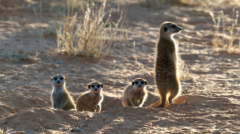 Erdmännchenmutter mit ihren Jungtieren. – Bild: WDR/​Plimsoll Productions
