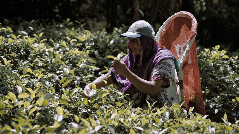 SRF DOK Kein Planet, kein Profit – Der Weg zur nachhaltigen Wirtschaft Statt auf einer Plantage zu arbeiten, kann Inul Inaïa den Tee, den sie verkauft, in ihrem eigenen Garten in Sri Lanka anbauen und ernten. – Bild: SRF/​Welcome to the Jungle/​Eliotness