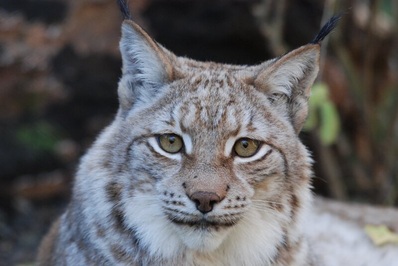 Luchs. – Bild: BR/​Jens-Uwe Heins
