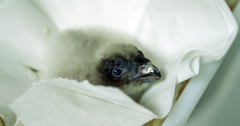 Das erste Bartgeierküken für Berchtesgaden. – Bild: BR/​Rübefilm/​Bernhard Rübe