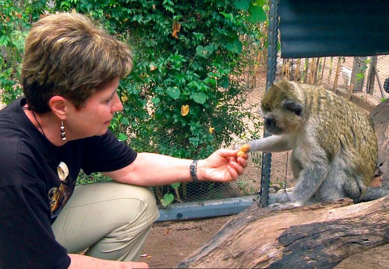 Die blinde Meerkatze Audrey freut sich über die mitgebrachten Erdnüsse! – Bild: SWR